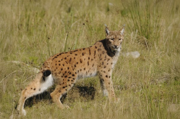 A lynx stands vigil in a meadow surrounded by tall grass and natural vegetation, Carpathian lynx