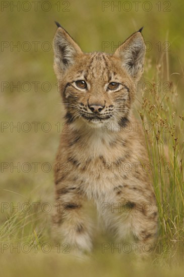 A small lynx stands in a meadow, its eyes curious and alert, Carpathian lynx (Lynx lynx