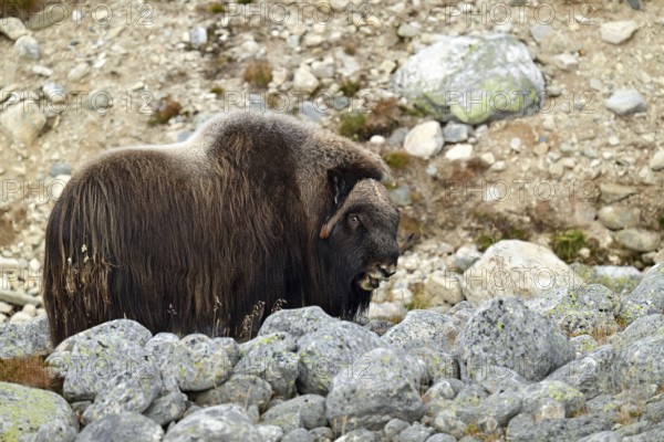 Musk ox (Ovibos moschatus) standing between large rocks, Dovrefjell-Sunndalsfjella National Park,