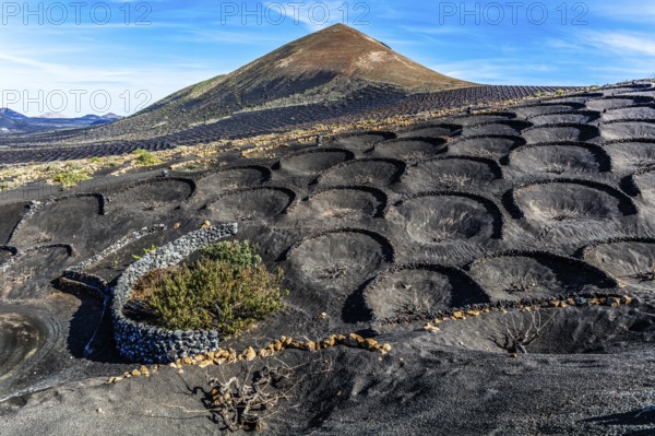2016, La Geria, Lanzarote, La Geria, ESP, Spain, Canary Islands, Canary Islands, Atlantic Ocean,