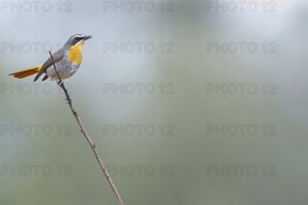 Cossypha caffra, family of flycatchers, Underberg surroundings, Underberg, KwaZulu-Natal, South