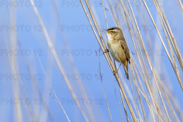 Sedge warbler (Acrocephalus schoenobaenus) perched in reedbed and singing, calling in spring