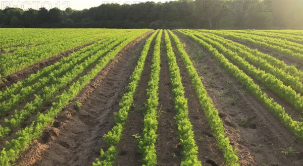Green lines of carrot crop growing in sandy soil, Shottisham, Suffolk, England, UK