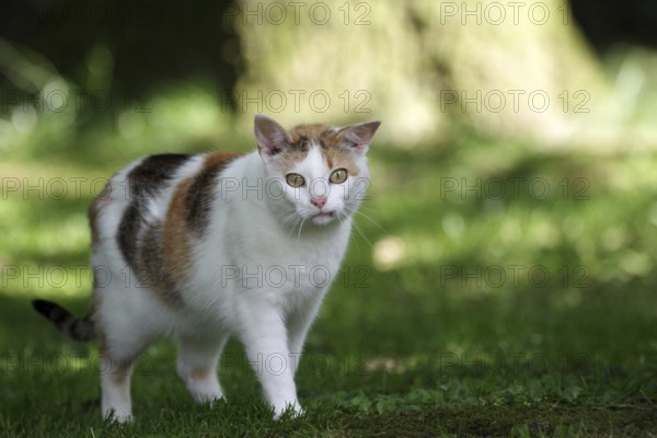Felidae (Felis catus), tricoloured, garden, The tricoloured cats are also known as lucky cats. The