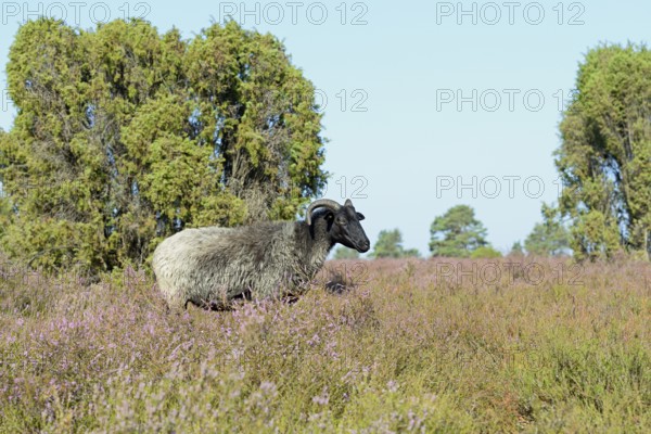 Heidschnucke moorland sheep (Ovis aries), grey horned heather in the blooming heath landscape,