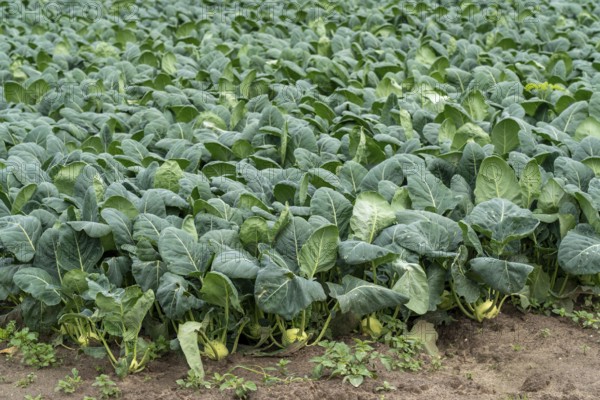 Field with kohlrabi plants, kohlrabi tubers, North Rhine-Westphalia, Germany, Europe