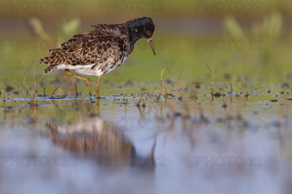 Ruff (Philomachus pugnax), male, Narew, Bialystok, Podlasie, Poland, Europe