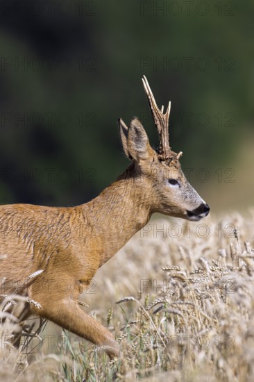 European roe deer (Capreolus capreolus) buck, male during the rut in wheat field, cornfield in