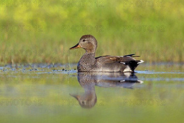 Gadwall, (Anas strepera), Mareca strepera, Wagbachniederung, Calera Y Chozas, Baden-Württemberg,