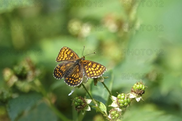 Upper Lusatian Heath and Pond Landscape, Quail Wheat Fritillary, June, Saxony, Germany, Europe