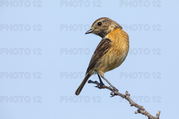 Stonechat, (Saxicola torquata), foraging, female, Eich, Rhineland-Palatinate, Germany, Europe