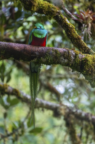 Quetzal (Pharomachrus mocinno), Trogons (Trogonidae), Central Mountain Range, San Jose Province,