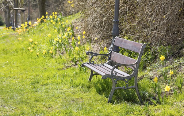 Bench surrounded by blooming daffodils (narcissus) and tulips (tulpia), Thürmsdorf, Saxon