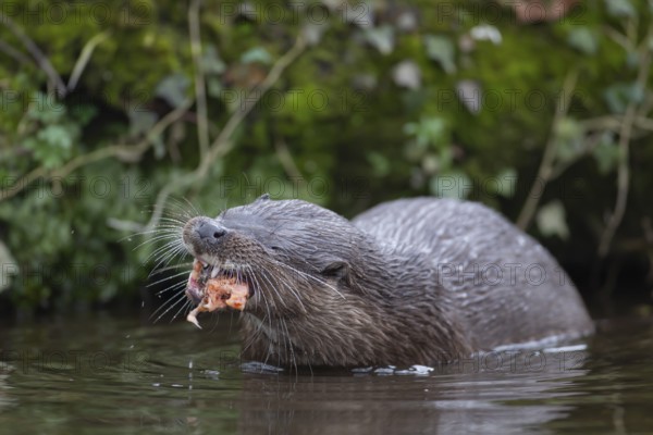 Eurasian otter (Lutra lutra) adult animal eating a fish in a river, England, United Kingdom, Europe