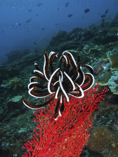 Black and white Bennett's hairstar (Anneissia bennetti) in contrast to red gorgonian on a coral