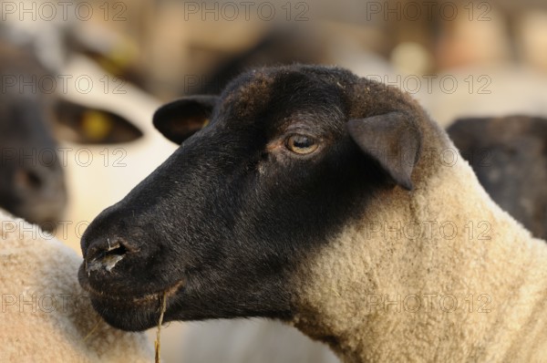 A sheep with a black face surrounded by others in a grazing environment, domestic sheep (Ovis