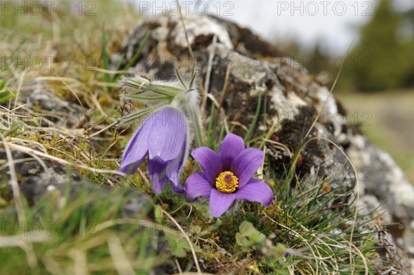 Purple Pasque flowers next to a stone with natural elements, Pasque flower (Pulsatilla vulgaris),