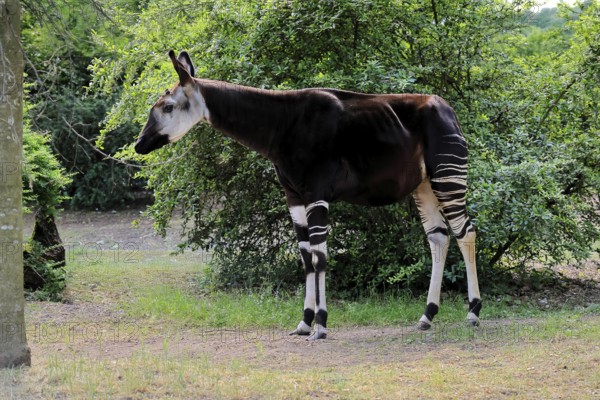 Okapi (Okapia johnstoni), adult, foraging, captive