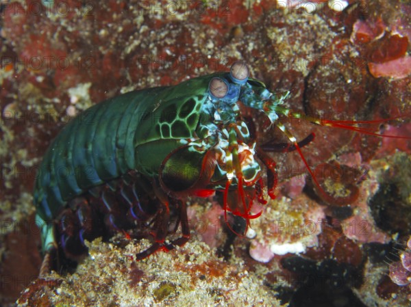 A colourful clown mantis shrimp (Odontodactylus scyllarus) on corals with bright colours, dive site
