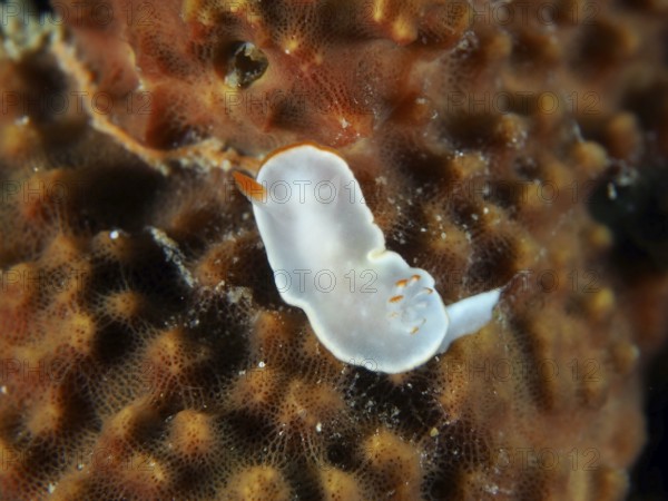 Transparent, white nudibranch with orange accents, yellow nudibranch (Ardeadoris angustolutea), on