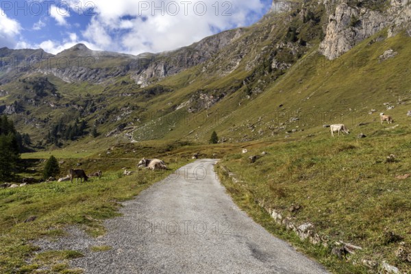 Cattle (Bos taurus) beside the road, path through the Sambuco valley, Vale Sambuco, near Fusio,