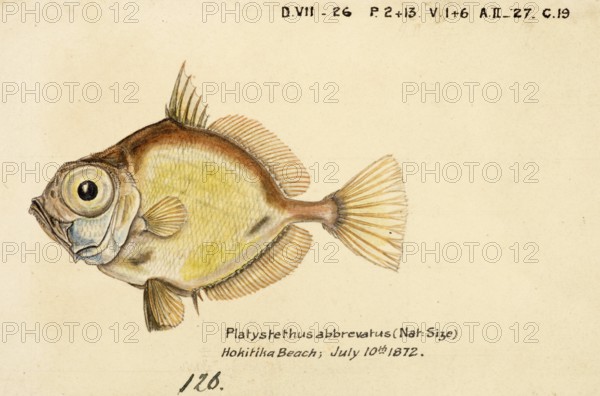 Platystethus abbrevatus, Capromimus abbreviatus, the capro dory, is a species of zeniontid fish,