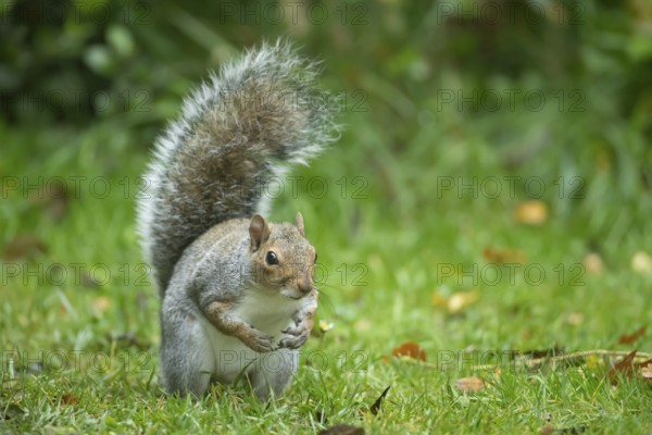 Grey squirrel (Sciurus carolinensis) adult animal on a garden grass lawn, England, United Kingdom,