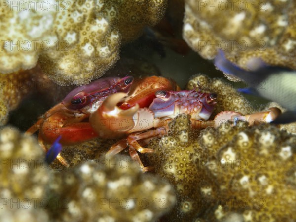 Pair of purple coral crab (Trapezia cymodoce) hiding between brown corals, dive site Puri Jati,