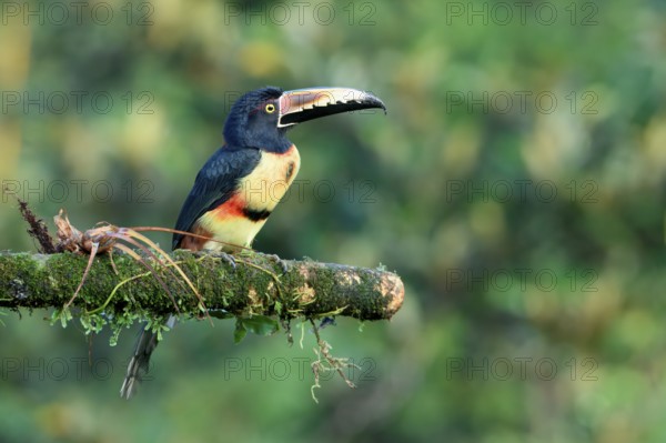 Collared aracari (Pteroglossus torquatus) sitting on a branch, Costa Rica, Central America