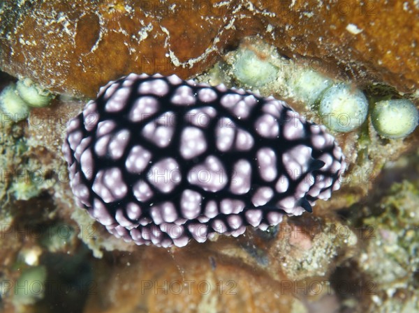 Spotted purple pustule warty snail (Phyllidiella pustulosa), warty snail, on marine substrate, dive