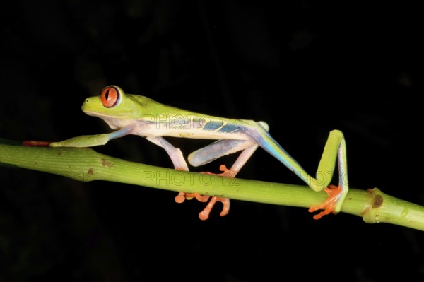 Red-eyed tree frog or red-eyed leaf frog (Agalychnis callidryas) walking over a branch, Costa Rica,