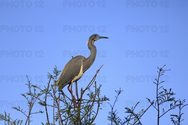 Tricoloured Heron (Egretta tricolor), adult, on tree, alert, St. Augustine, Florida, USA, North