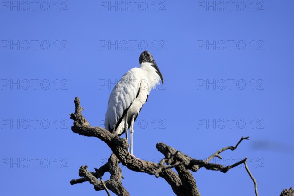 Wood stork (Mycteria americana), adult, on tree, waiting room, St. Augustine, Florida, USA, North