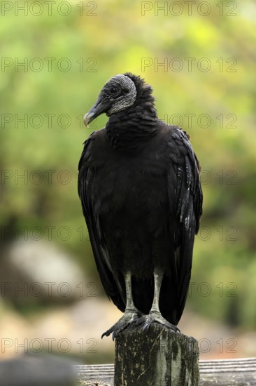 Raven Vulture (Coragyps atratus), adult, alert, perch, Orlando, Florida, USA, North America