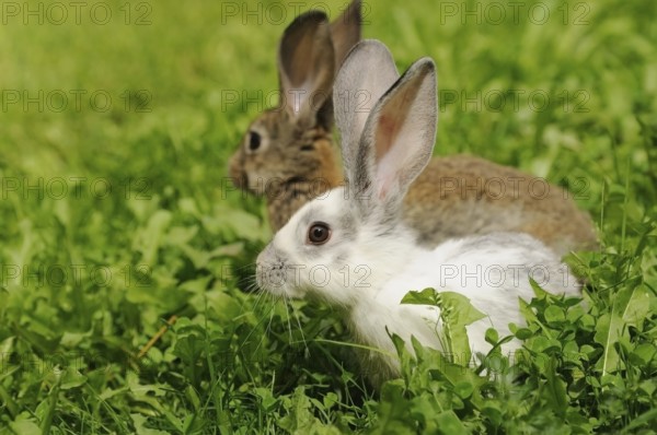 Two hares sitting in the grass, one white and one brown, domestic rabbit (Oryctolagus cuniculus