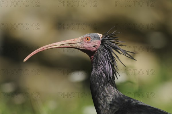 Detailed view of an ibis in front of a green, blurred background, Northern Bald Ibis (Geronticus