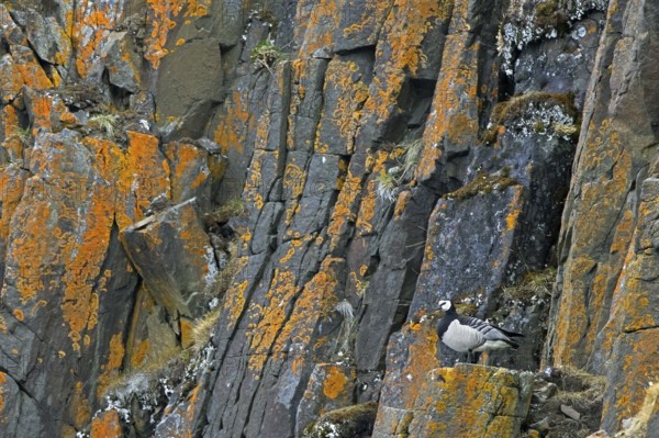Barnacle goose (Branta leucopsis) standing on rock ledge in cliff face in summer on Svalbard,