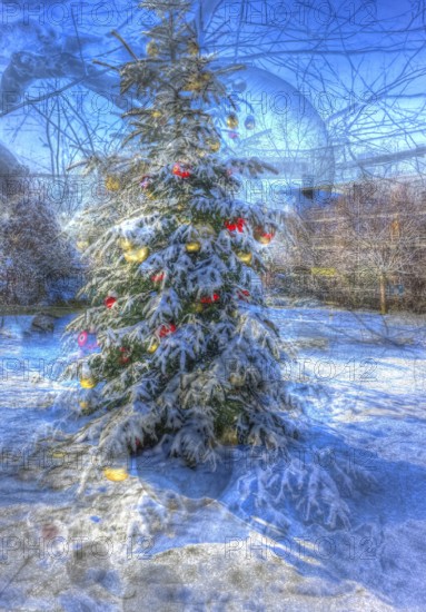 Christmas tree in the snow, Christmas tree, winter landscape, Christmas motif, Christmas, Christmas