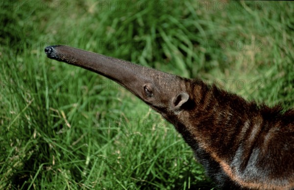 Giant Anteater (Myrmecophaga tridactyla)