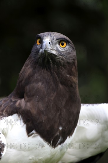 Black-chested Snake Eagle, South Africa (Circaetus gallicus)