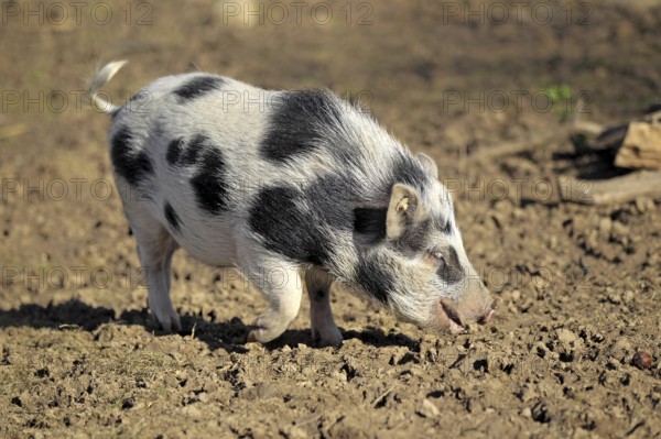 Mini Pig, Piglet, Pig, Pigs, Dwarf Pig