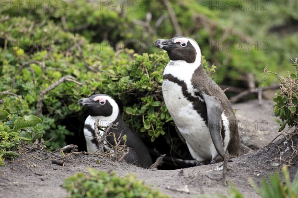 Jackass Penguins (Spheniscus demersus), pair at nest hole, Betty's Bay, South Africa, Africa
