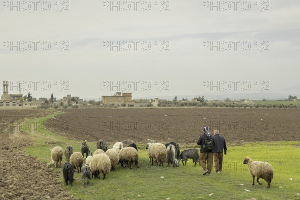 Zwei Maenner und eine Schafherde aufgenommen auf dem Weg nach Zakho, 08.03.2023