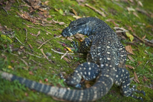 Lace monitor (Varanus varius), monitor lizard, animal, reptile, predator, fauna, Eastern Australia,