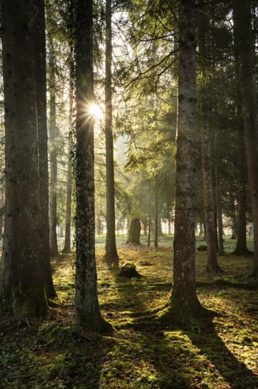 Park landscape or forest landscape in autumn in the morning sun. The sun can be seen as a sun star