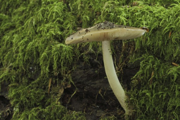 Deer brown roof mushroom (Pluteus cervinus) in moss, Deer brown roof mushroom, Roof mushrooms, Roof