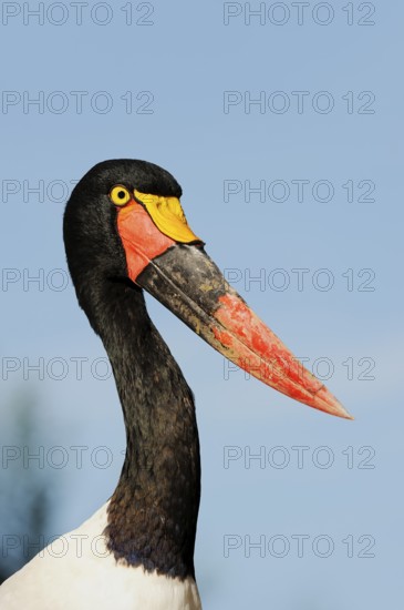 Saddle-billed stork (Ephippiorhynchus senegalensis), female, captive, occurrence in Africa