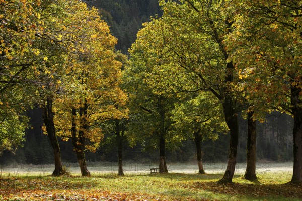 Engtal valley, large maple in the morning dew, sycamore maple (Acer pseudoplatanus) in glorious
