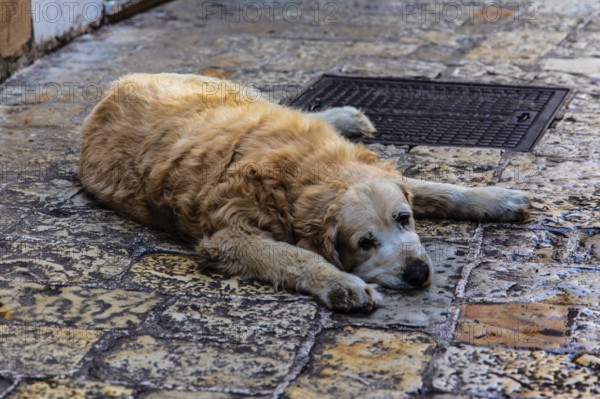 Alstadtgasse with dog, Budva, Montenegro, Budva, Montenegro, Europe