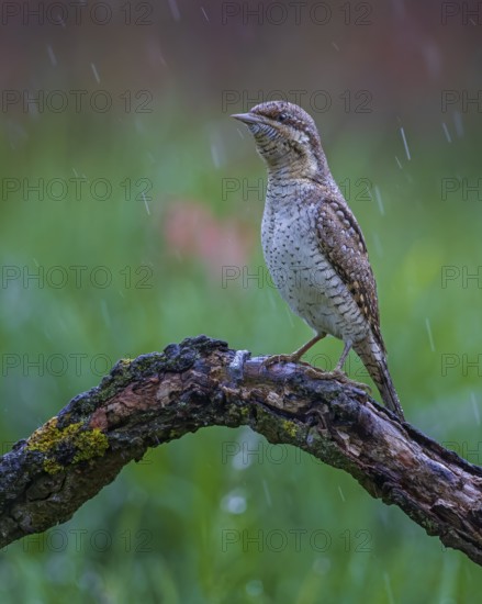 Eurasian wryneck (Jynx torquilla) in the rain, woodpecker, biosphere reserve flowering spring